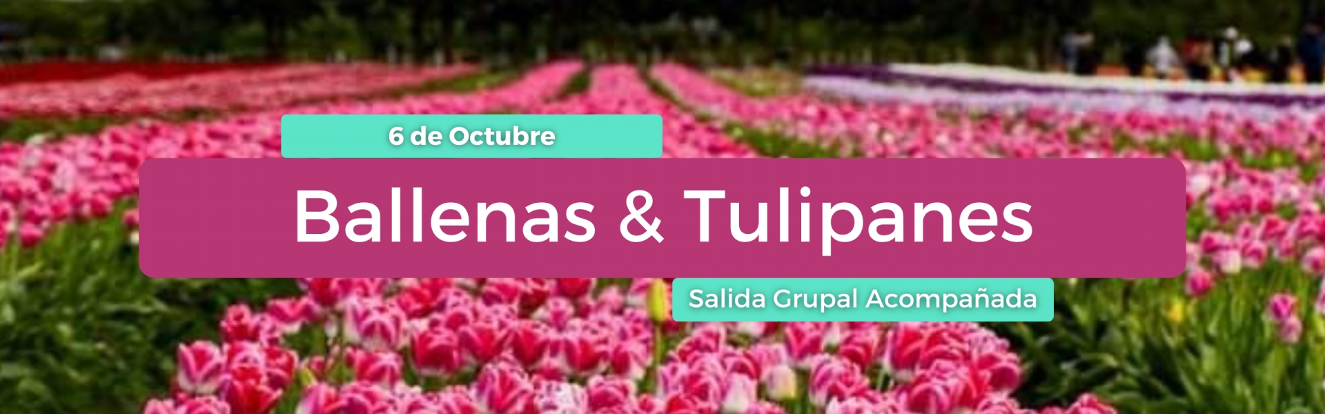 Ballenas Tulipanes 
